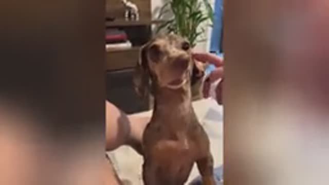 Животные №8 😁  🐧 - Funniest CATS And DOGS 😺🐶 2024 F2