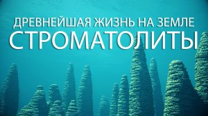 СТРОМАТОЛИТЫ: древнейшая жизнь на Земле