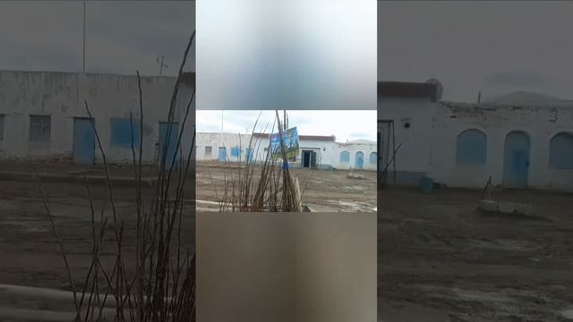 Шымбай /Павлония /Бизнеси/2023/12_Март/Нал базар /Бахалары /Шымбай мал базар /