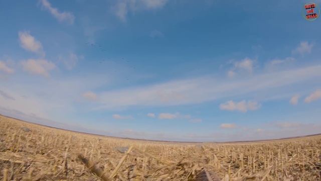 ОХОТА НА ГУСЯ САРАТОВСКАЯ ОБЛ смотреть онлайн