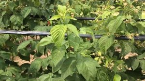 ЭТО ВАЖНО! Подвязка малины. Наш вариант.