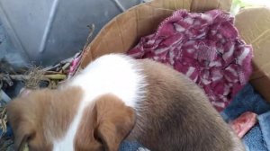 Как подружить кошку  с щенком? !