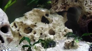 Переселение малька Хаплохромиса Василькового в общий аквариум