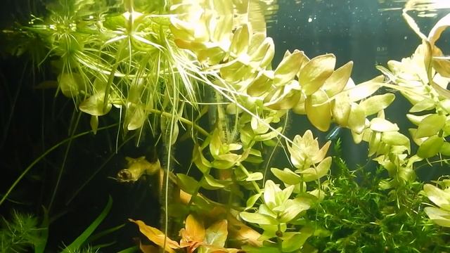 Aqua News №126. СО 2 начало тестирования. смотреть онлайн