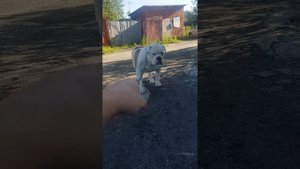 Американский бульдог.Общение с собакой.Собака показывает характер.Всё на юморе ? Подписывайтесь?