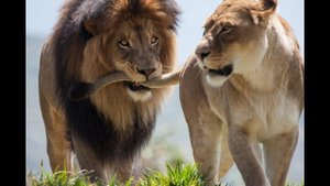 "НЕЖНОСТЬ ПРИСУТСТВУЕТ В НАСТОЯЩЕМ МОМЕНТЕ" Архаты и Магирани  Как происходит Притяжение