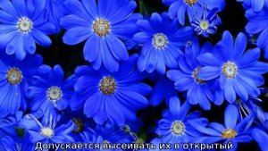 Голубая ромашка