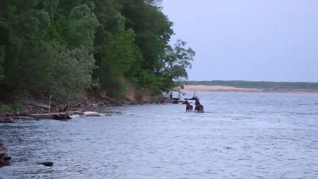 Лоси переплывают Волгу под Васильсурском. смотреть онлайн