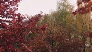 Enchanting Autumn Nature Scenes + Relaxing Piano Music For Sleep, Stress Relief