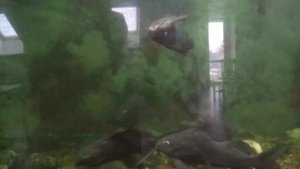 Перевёртыши (синодонтисы) в аквариуме./Synodontis (Changeling) in the aquarium.