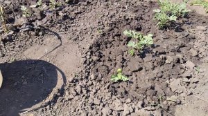 Подкормка для бахчевых культур.
