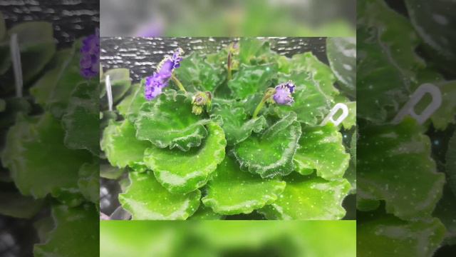 Фиалка цветёт Optima ever presious #фиалкацветёт #фиалки #фиалка #фиалкаeverpresious #violet #цветы
