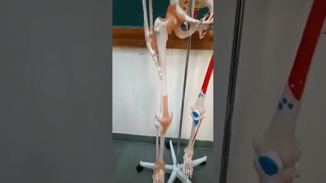 Human Skeleton with Muscles & Ligaments