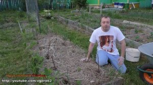 Супер способ посадки томатов без прополки и перекопки