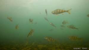 Зимняя рыбалка. Подводная съемка. ЭКШЕН КАМЕРА EKEN H9