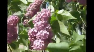 Расцвела сирень в моем садочке