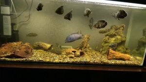 Цихлиды африканские и американские