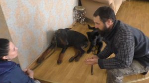 Дрессировка добермана. Обучение не брать корм. Школа ОХРАНЯЙ