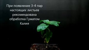 Рекомендованые фазы обработки подсолнечника Хелатом Бора или Хммк Бор202 для отличного урожая
