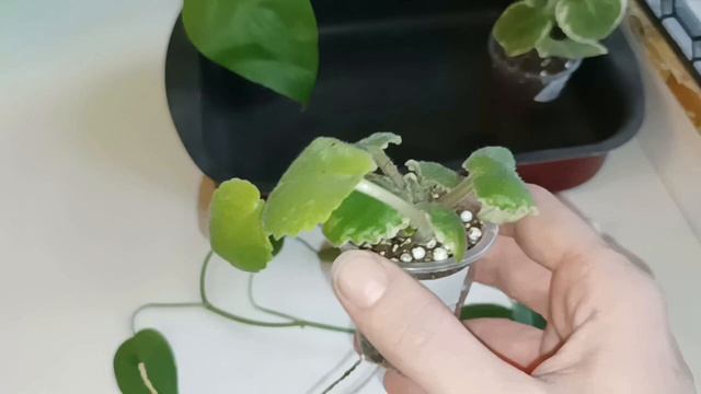 неРаспаковка посылки от Цветочного Уголка Светланы смотреть онлайн