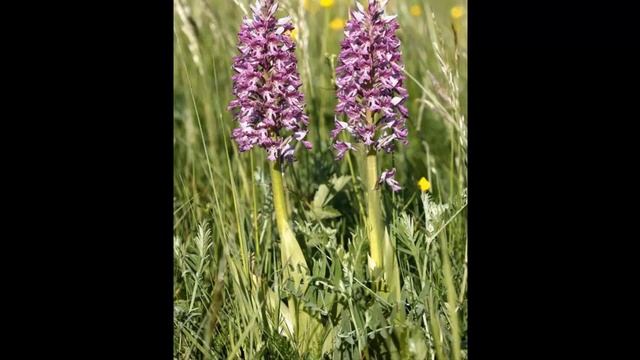 #Базелловые #Барлия #Безвременник Цветы садовые33 Декоративные растения смотреть онлайн