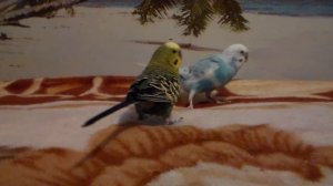 Волнистики кусают свои лапки. Попугаи щипают себе лапки. Попугайчики щиплют свои лапки. Грызут лапк