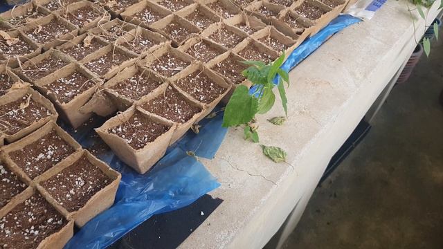 프라스틱없는 세상을 꿈꾸며 우리도 종이로 만든 육묘트레이 사용해보고 싶은 간절한 마음을 담아 봐요 смотреть онлайн