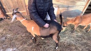 Вздутие козы.Остановка рубца (тимпания ).Что делать ?