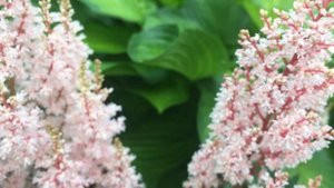 Астильба Лук эт Ми