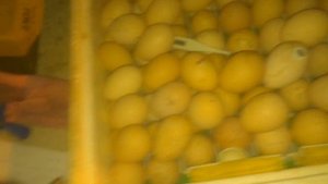 Керамическая инфракрасная лампа для брудера! Ceramic infrared brooder lamp!