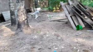 Гибрид волка. аппортировочная реакция. Линда