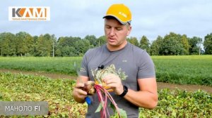 Свёкла столовая Маноло F1