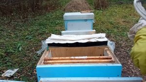 Дачная пасека #47 Соединяем две семьи в одном улье через перегородку для лучшей зимовки на улице