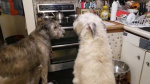 Logan wants dinner! Silly Irish Wolfhound