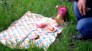 ❤Чихуахуа Нюра на природе, на пикнике  Chihuahua in nature, picnic❤.mp4