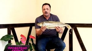 Как выбрать самую вкусную таранку, щуку или судака! Наш эксперт, Виктор Гусев, проверил все лично!