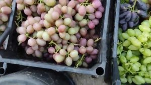 Белая акация, Гурман ранний, Мускат Гурманный на 28.08.21