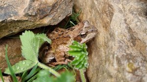 Yoll's добрый stream из Совиного дола. Последний день весны