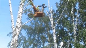 Работа по кронированию берёз.