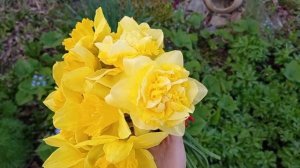 Дача! Цветение нарциссов, тюльпанов, гиацинтов и других цветов! Апрель 2021г.