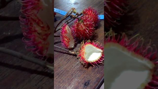 Rambutan the tropical fruit