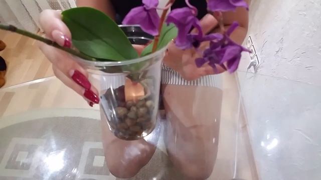 #миниорхидея Мини орхидея, что с ней сейчас, 💪как она себя чувствует после покупки в моих условиях.