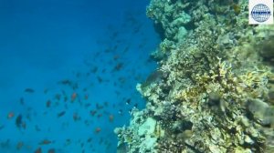 ЗАПОВЕДНИК РАС-МОХАММЕД. БЕЛЫЙ ОСТРОВ - ЕГИПЕТСКИЕ МАЛЬДИВЫ (Египет, Шарм-эль-Шейх)