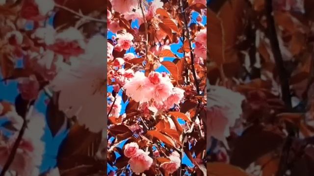 Весенние цветы сакуры  2023. Spring sakura flowers 2023