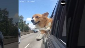 Коргимания она такая)))