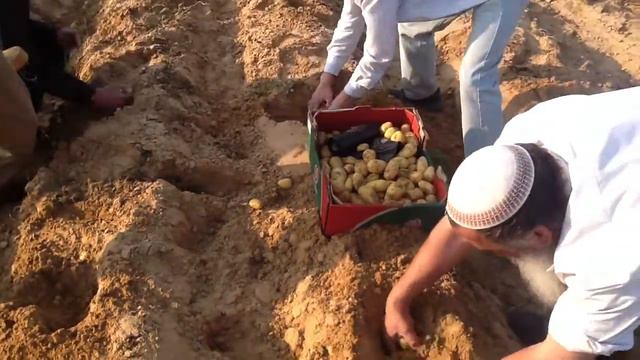 Как растёт картошка в Израиле (часть 2) смотреть онлайн