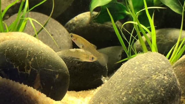 Mosquito Fish Pair : Scientific name: Gambusia affinis смотреть онлайн