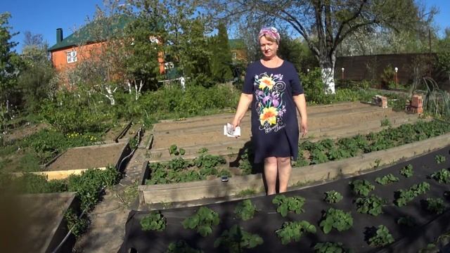 КЛУБНИКА( ЗЕМЛЯНИКА САДОВАЯ), ВРЕДИТЕЛИ и меры борьбы. смотреть онлайн