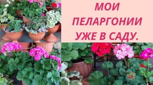 Вынесла Пеларгонию в сад.Место в саду для Пеларгоний. Новые условия .Мой уход за пеларгонией в саду.