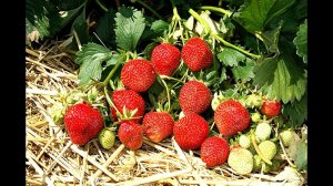 Ваша клубника будет давать по килограмму крупных плодов с куста! Уроки выращивания клубники!